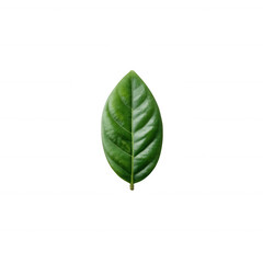 Obraz premium Single green leaf on a white isolated background, showcasing its detailed texture and vibrant color for nature-themed designs or eco-related projects.