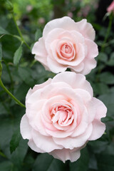 淡いピンクのバラ