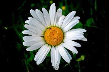 Obraz premium Weiße Blüteblätter und gelbe Mitte eines Gänseblümchens