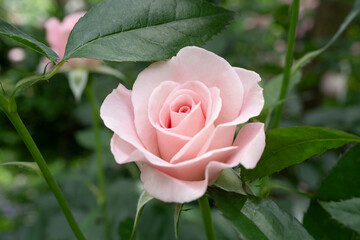 淡いピンクのバラ