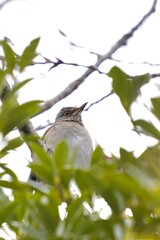 Wild Bird in Leafy Light