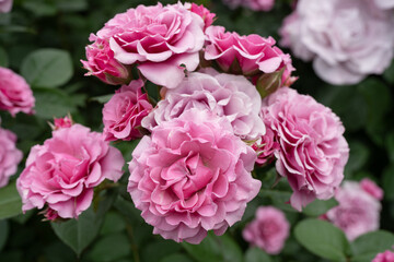 紫がかったピンクのバラ　ムーラン