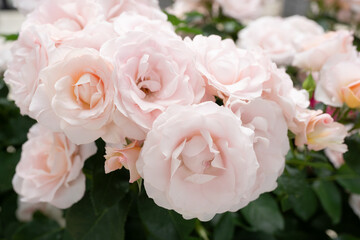 淡いピンクのバラ