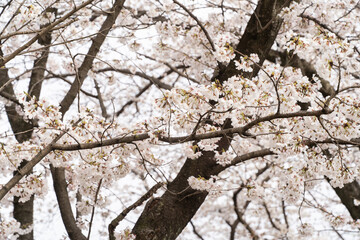 Spring Arrival with Cherry Bloom④