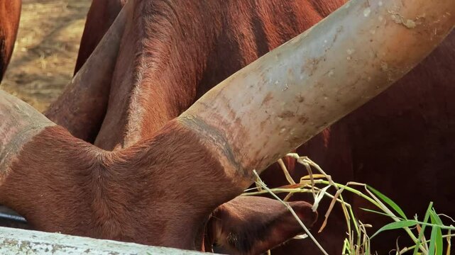 Ankole Watusi cows with massive horns.
