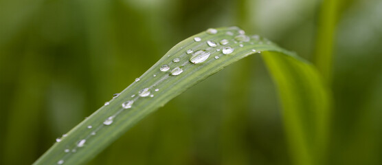 Naklejka premium Blade of grass with water droplets