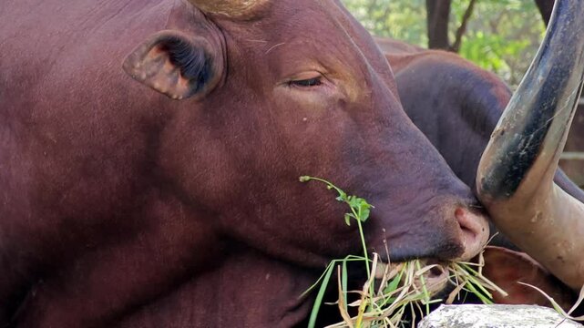 Ankole Watusi cows with massive horns.
