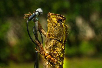 lizard singing