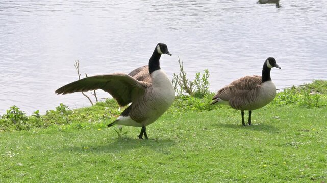 Canada Goose (Branta canadensis) adult flapping its wing shortly after coming out of the water. June, Kent, UK [Slow motion x5]