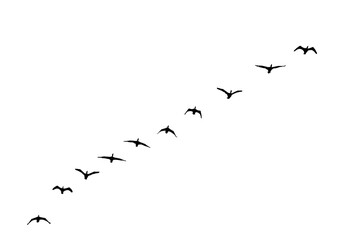 png herd of birds fly on clear backgroung