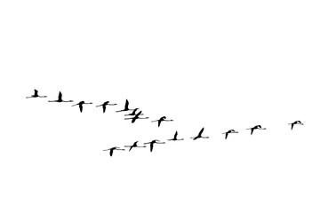 png herd of birds fly on clear backgroung