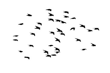 png herd of birds fly on clear backgroung