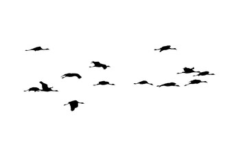 png herd of birds fly on clear backgroung