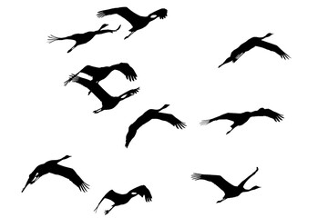 png herd of birds fly on clear backgroung