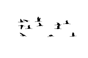 png herd of birds fly on clear backgroung