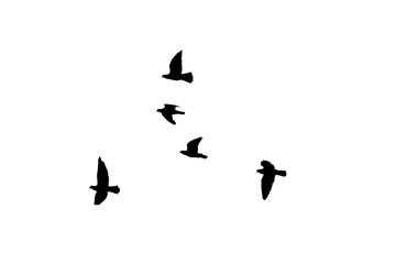 png herd of birds fly on clear backgroung