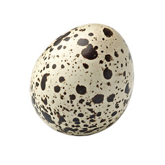 Single quail egg isolated on transparent background