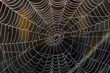Spider web covered in morning dew, glistening in soft sunlight. A delicate and natural scene symbolizing beauty, fragility, and the start of new day