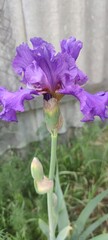purple iris flower