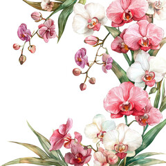 orchid watercolor illustration painting drawing art 