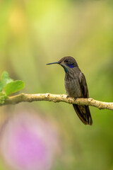 Jungle wildlife. Brown Violet-ear, Colibri delphinae, with green background, animal in the nature habitat, Costa Rica.