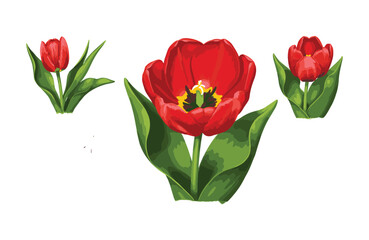 Vibrant Red Tulips Botanical Illustration of Spring Flowers in Bloom