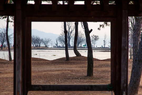 Fototapeta bare tree and frozen water seen through the old wooden gate