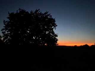 silhouette of tree at sunset