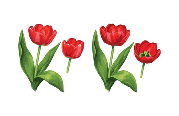 Obraz premium Vibrant Red Tulips Spring Floral Illustration Collection for Design Projects
