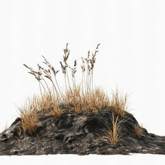 Dried grass clump on dark soil with white background