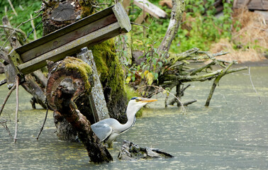 Grey Heron (Ardea cinerea) wades in an old, serene pond with reflections