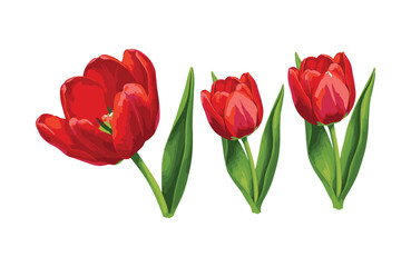 Vibrant Red Tulips Spring Bloom Illustrations, Botanical Art, Floral Designs