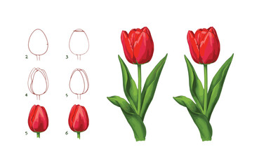 Obraz premium Learn to Draw Realistic Red Tulips Step-by-Step Guide for Beginners and Enthusiasts