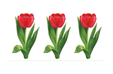 Fototapeta premium Vibrant Red Tulips A Trio of Spring Blooms, Perfect for Floral Designs and Springtime Decor