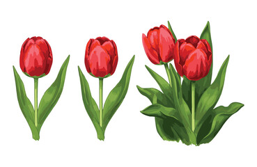 Obraz premium Vibrant Red Tulips Botanical Illustrations of Spring Flowers