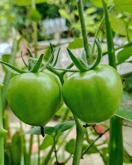 green tomato on the vine