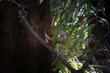Female satin bowerbird perched on a branch in a shaded forest habitat