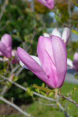 Close-Up of Blooming Pink Magnolia Flower Outdoors. selective focus