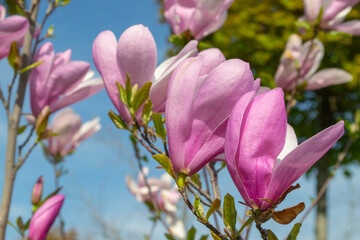 Pink Magnolia Blossoms Against Clear Blue Sky. selective focus.