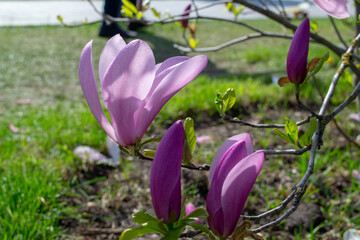 Close-Up of Pink Magnolia Blossoms in Spring Sunlight. selective focus.