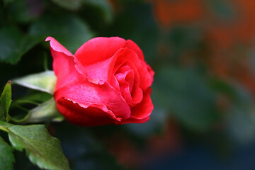 Beautiful red rose bud on blurred background, side view.