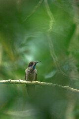 Jungle wildlife. Brown Violet-ear, Colibri delphinae, with green background, animal in the nature habitat, Costa Rica.