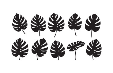 Fototapeta premium Collection of Elegant Monstera Leaf Silhouettes Tropical Plant Illustrations for Design Projects