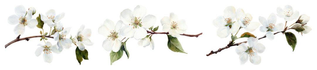 Obraz premium PNG Delicate white floral branches, element set on transparent background