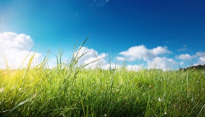 a field of grass with a blue sky in the background