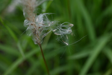Cogon grass fluff. Poaceae perennial weeds. White spikes appear in early summer, and the seeds are carried far away by the fluff.