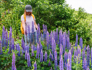 young woman with a backpack walking among blooming purple lupine flowers in a lush green forest. Summer nature hike and outdoor exploration concept
