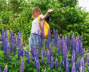 Carefree woman stretching her arms surrounded by tall lupines on a summer day. Scenic view of vibrant wildflowers and natural greenery during outdoor adventure