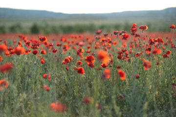 Poppies field flowers bloom, nature's red carpet carpets rural landscape in spring at sunset.