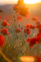 Poppies Sunset Meadow: Red flowers bloom at sunrise in field due to spring season.